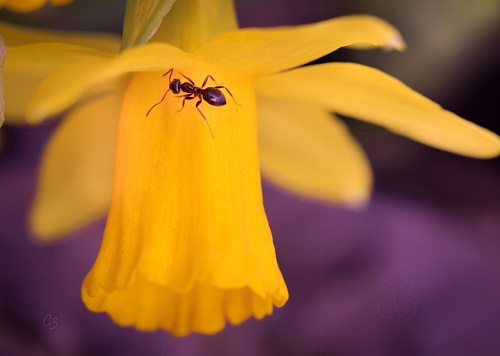 Нарцисс и муравей