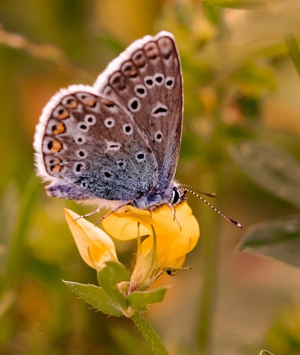 Бабочка Голубянка Икар